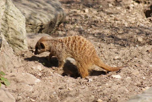 Szurikáta - suricata suricatta — Stock Fotó