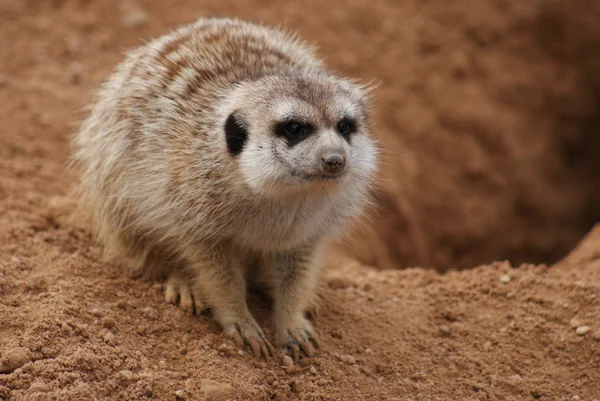 Meerkat - Suricata suricatta — Stock Photo, Image