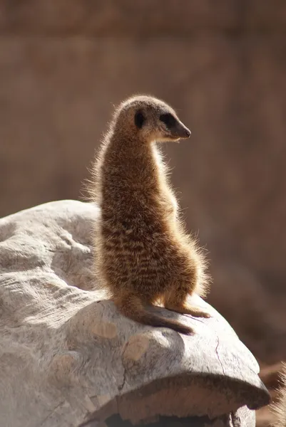 Meerkat - Suricata suricatta — Stok fotoğraf