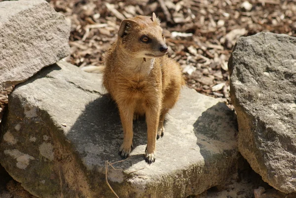 Gele mangoeste - cynictis penicillata — Stockfoto