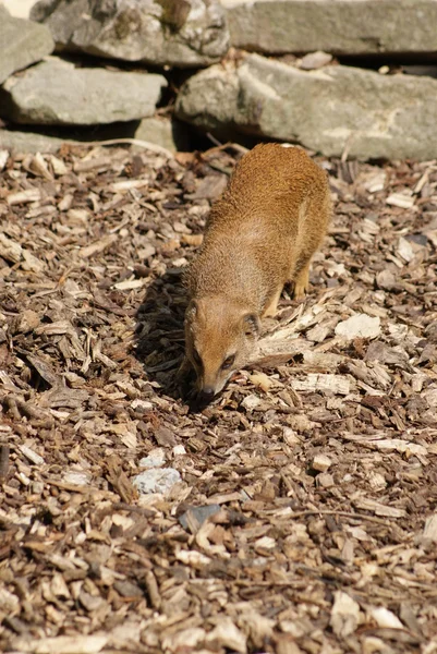 Yellow Mongoose - Cynictis penicillata — Stock Photo, Image