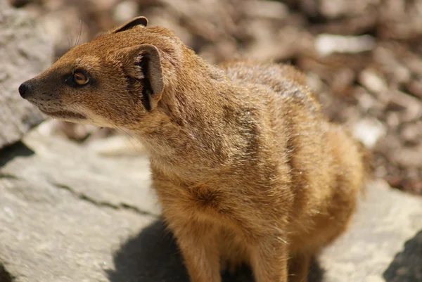 Yellow Mongoose - Cynifes penicillata — стоковое фото