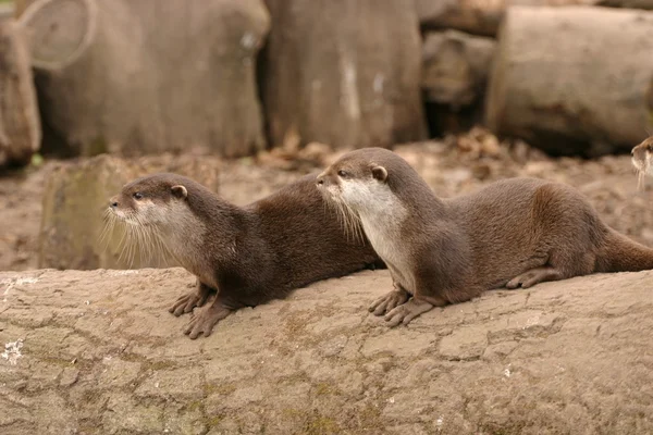 Oriental Small-clawed Otter Aonyx Cinerea (dalam bahasa Inggris). — Stok Foto