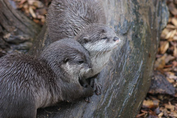 Oriental Small-clawed Otter - Aonyx Cinerea — Stock Photo, Image