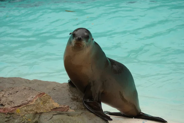 Της Καλιφόρνιας θάλασσα λιοντάρι - zalophus californianus — Φωτογραφία Αρχείου