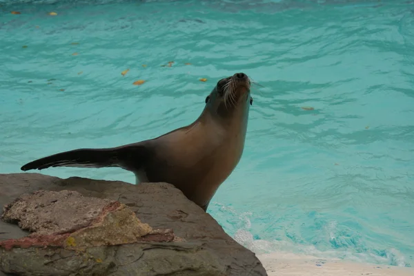 Της Καλιφόρνιας θάλασσα λιοντάρι - zalophus californianus — Φωτογραφία Αρχείου