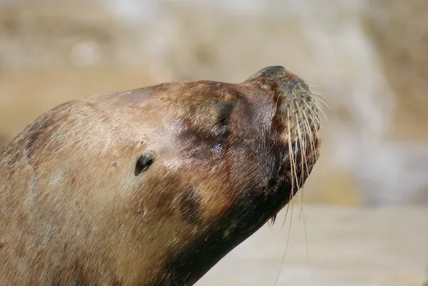 Patagonien sjölejon - otaria flavescens — Stockfoto