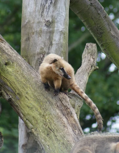 Coatí - nasua nasua — Stok fotoğraf