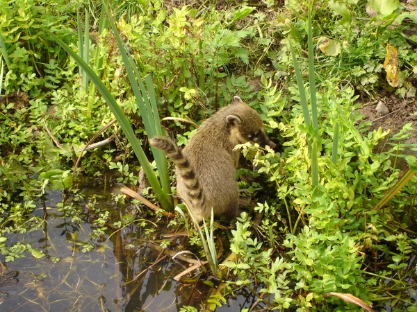 Coatí - nasua nasua — Stok fotoğraf