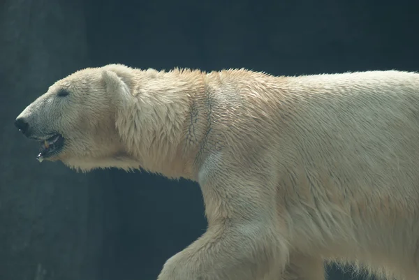 Eisbär - ursus maritimus — Stockfoto