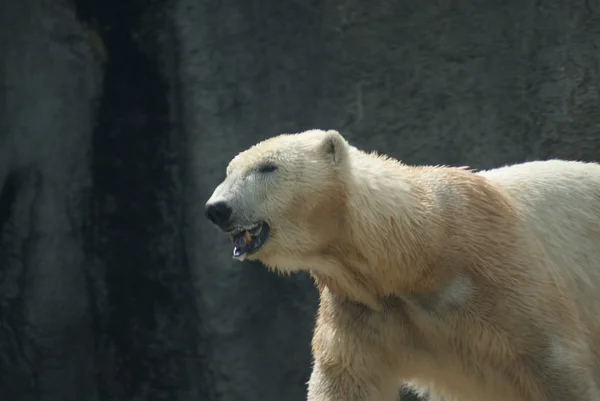 北极熊-熊类绕杆菌 — 图库照片