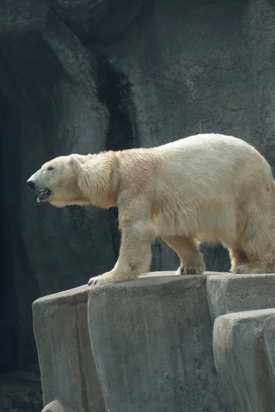 Eisbär - ursus maritimus — Stockfoto