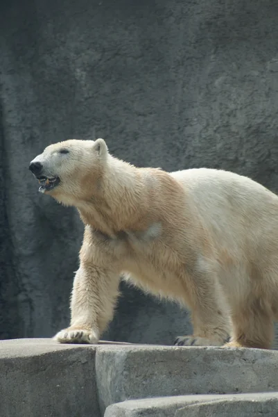 Eisbär - ursus maritimus — Stockfoto