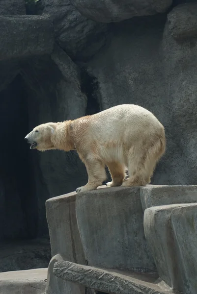 Eisbär - ursus maritimus — Stockfoto