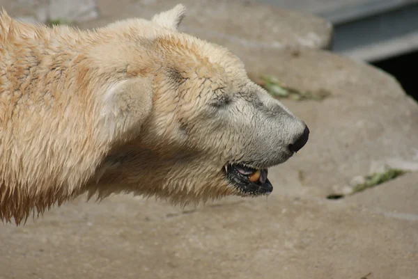 北极熊-熊类绕杆菌 — Stock fotografie