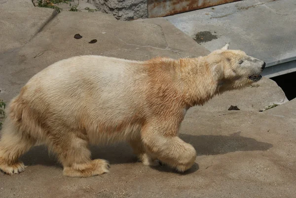 Urso polar Ursus maritimus — Fotografia de Stock