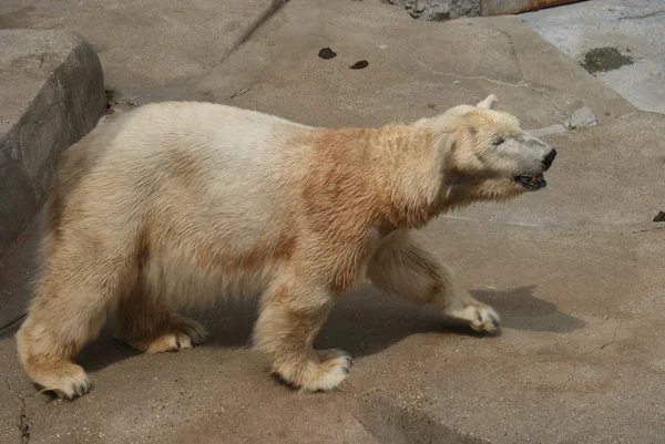 北极熊-熊类绕杆菌 — Stock fotografie