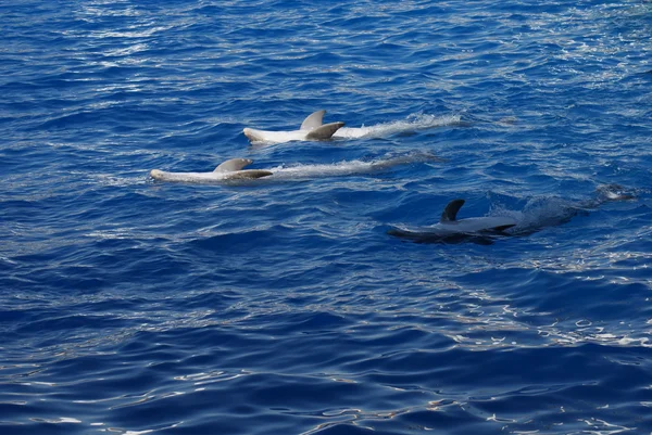Common Bottlenose Dolphin - Tursiops truncatus — Stock Photo, Image
