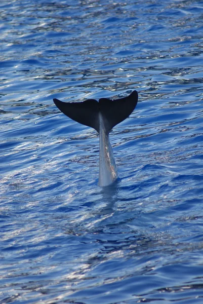 BUTLONOS – tursiops truncatus — Zdjęcie stockowe