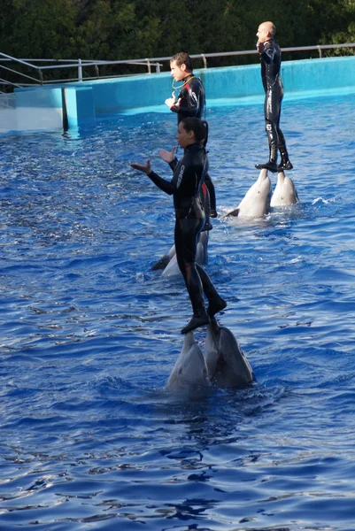 일반적인 Bottlenose 돌고래-Tursiops truncatus — 스톡 사진