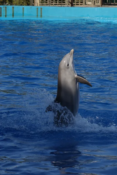 Delfín mular común - Tursiops truncatus —  Fotos de Stock