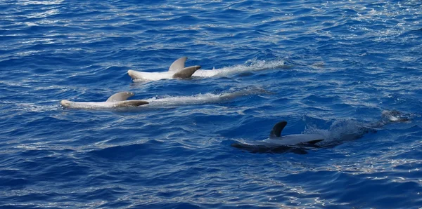 Dolphin tursiope - Tursiops truncatus — Foto Stock