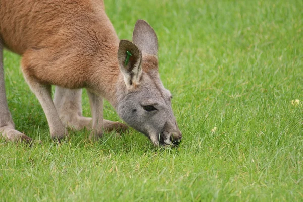 Agile валабі - Macropus agilis — стокове фото