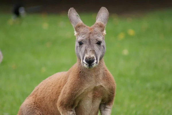 敏捷袋鼠-macropus agilis — 图库照片