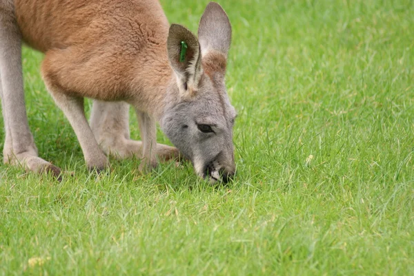 민첩 한 왈 라비-Macropus agilis — 스톡 사진