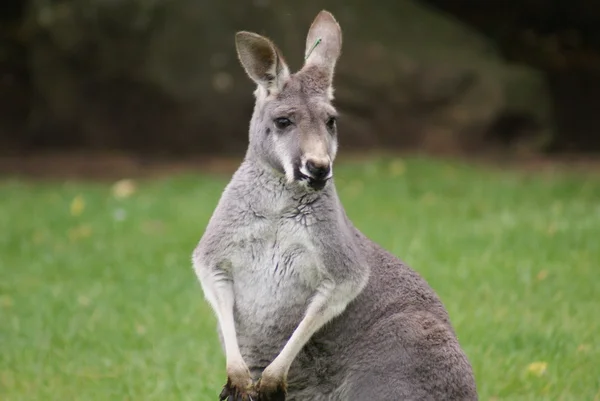 敏捷袋鼠-macropus agilis — 图库照片