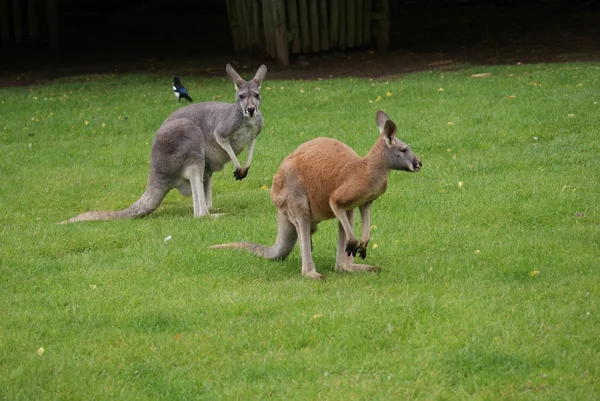 Agile валабі - Macropus agilis — стокове фото