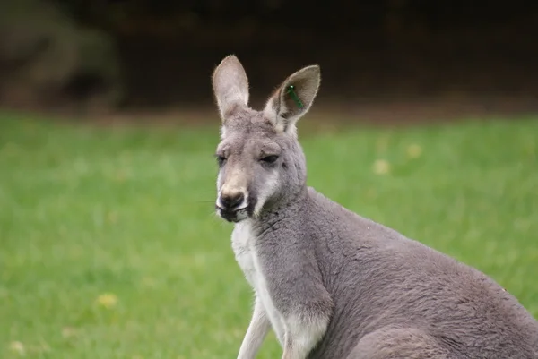 敏捷袋鼠-macropus agilis — 图库照片