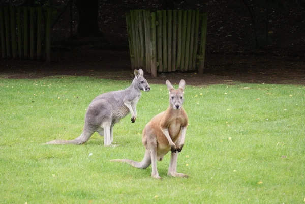 Wallaby agile - macropus agilis — Foto Stock