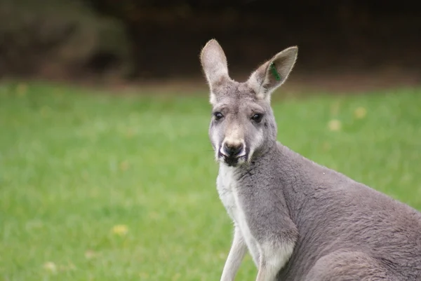 민첩 한 왈 라비-Macropus agilis — 스톡 사진