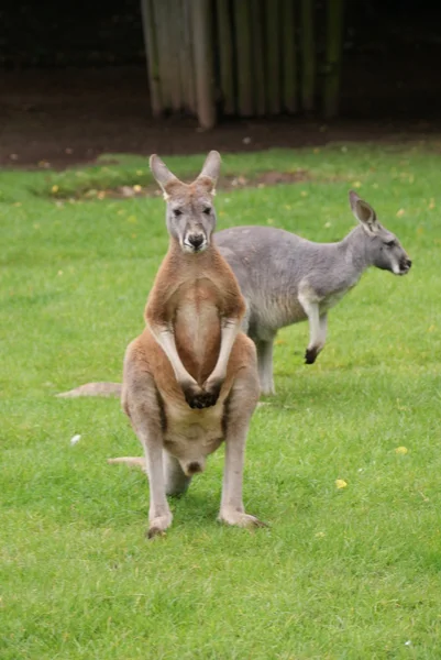 민첩 한 왈 라비-Macropus agilis — 스톡 사진