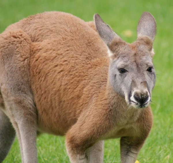 Fürge Wallaby - Macropus agilis — Stock Fotó