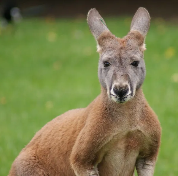 Agile Wallaby - Macropus agilis — Stock Photo, Image