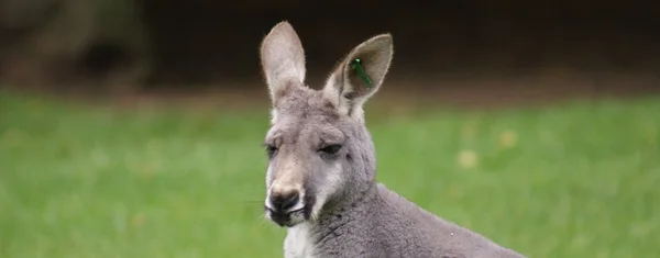 Agile валабі - Macropus agilis — стокове фото