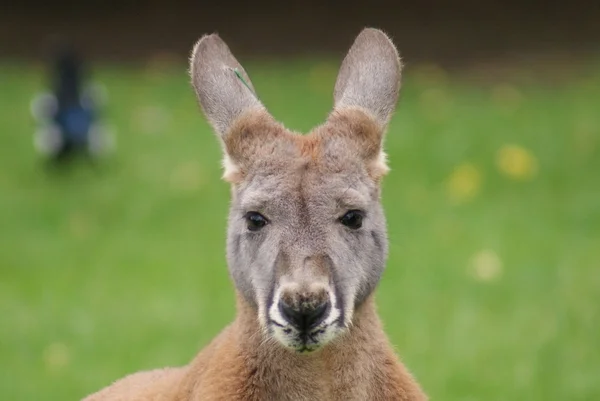 Wallaby ágil - Macropus agilis —  Fotos de Stock