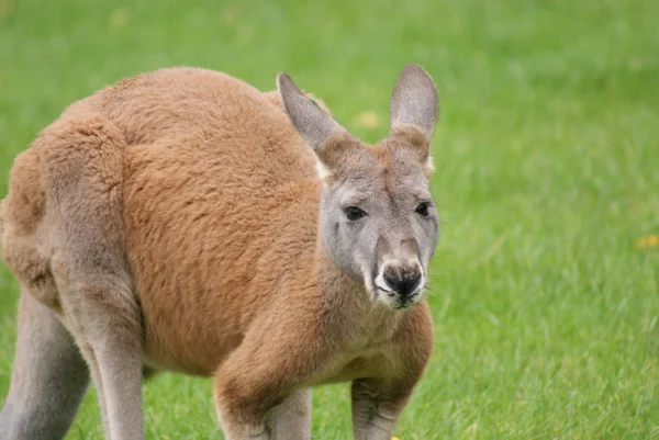 Wallaby ágil - Macropus agilis — Foto de Stock