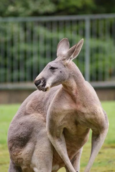 Червоний кенгуру макропус руфус — стокове фото