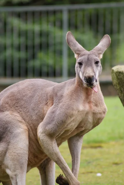 Vörös óriáskenguru - (Macropus rufus) — Stock Fotó