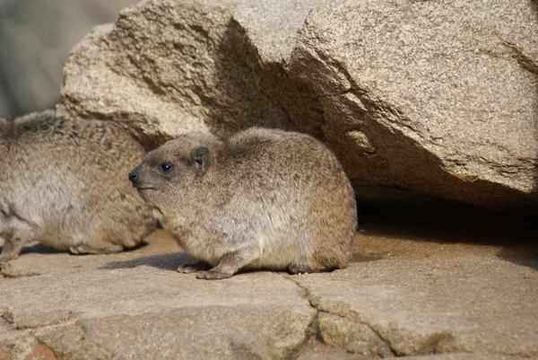 摇滚蹄兔-procavia 貉子 — 图库照片