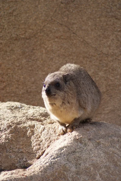 Rock yaban faresi - procavia capensis — Stok fotoğraf