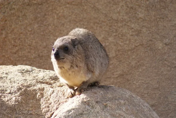 Rocha Hyrax - Procavia capensis — Fotografia de Stock