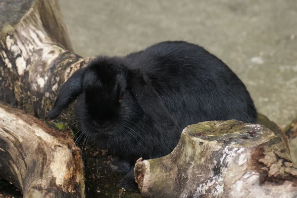 Conejo europeo - Oryctolagus cuniculus — Foto de Stock