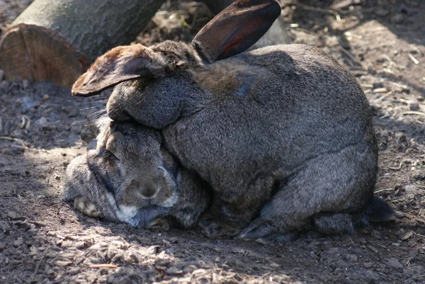 ヨーロッパのウサギ - 病理学 — ストック写真