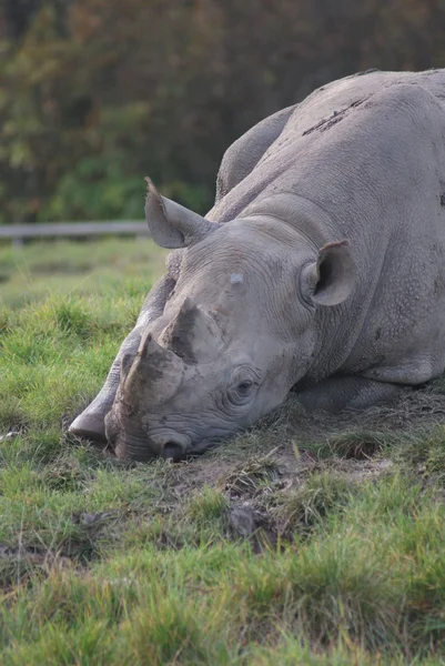 Black Rhinoceros - Diceros bicornis — Stock Photo, Image