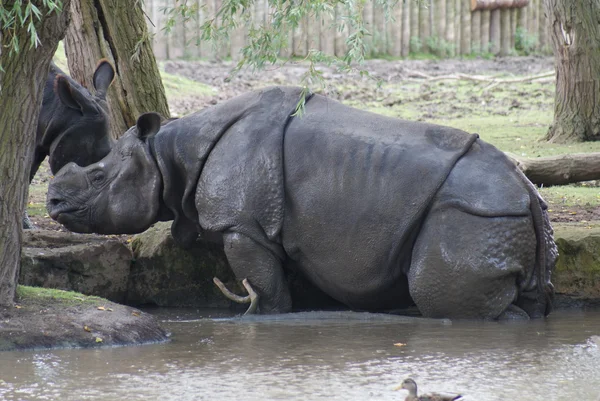 Μεγαλύτερη μονόκερο rhinoceros - ρινόκερου — Φωτογραφία Αρχείου