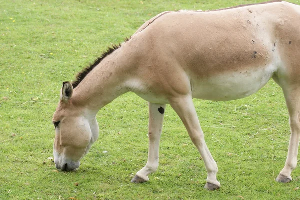 Asiatischer Esel - Equus hemionus — Stockfoto